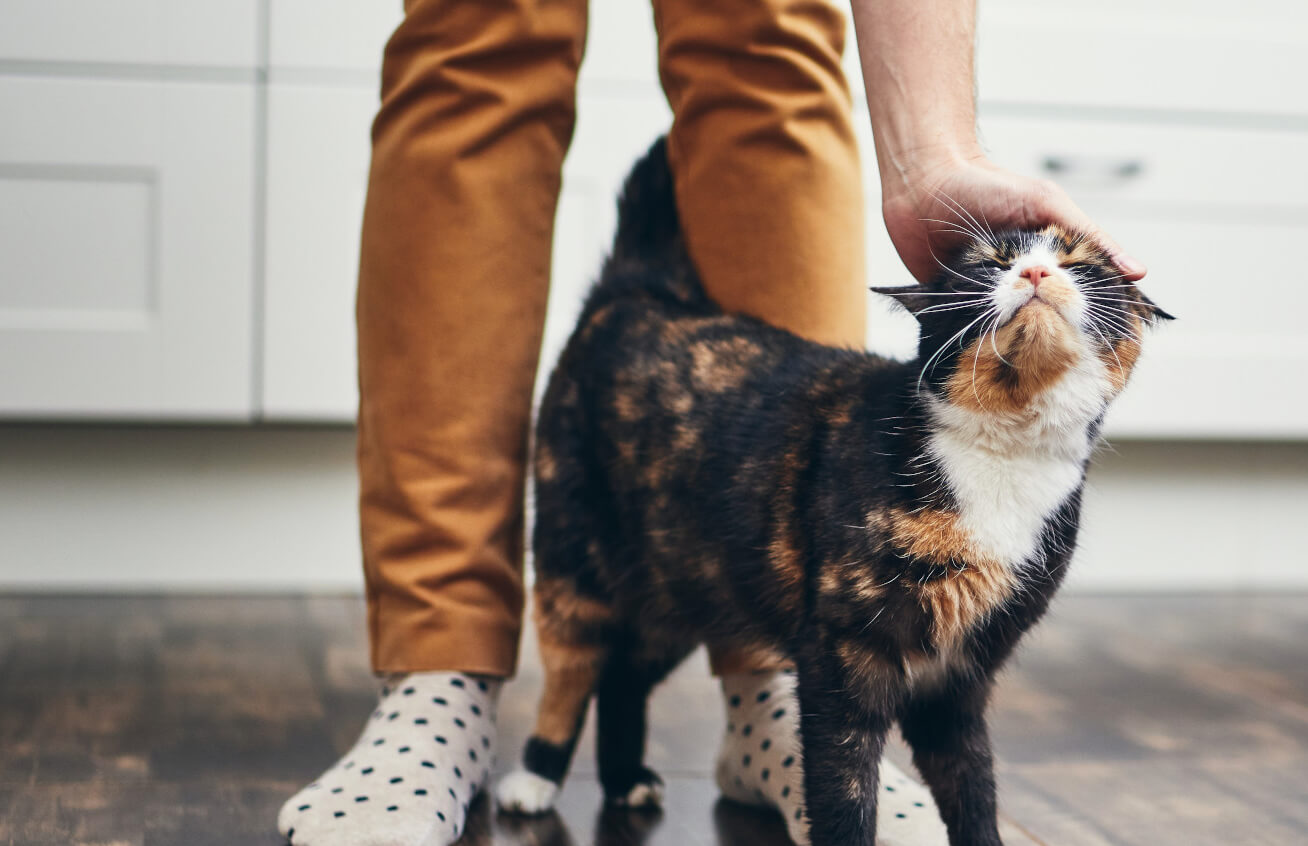 join the pet health club