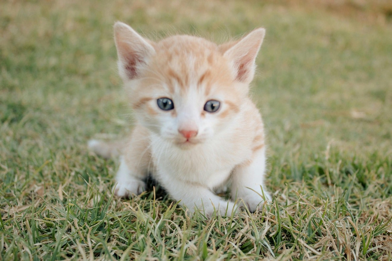 Kitten
