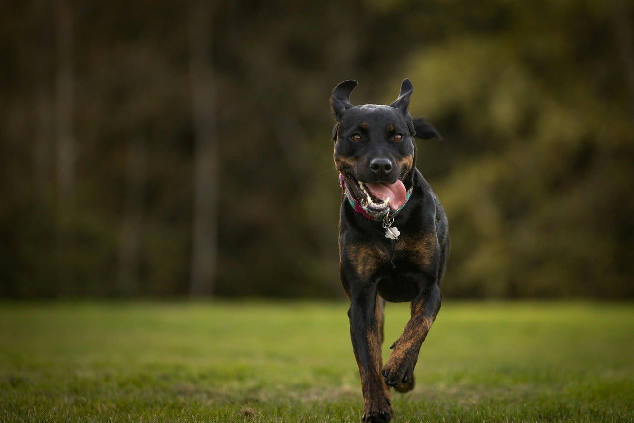 Adult Dog