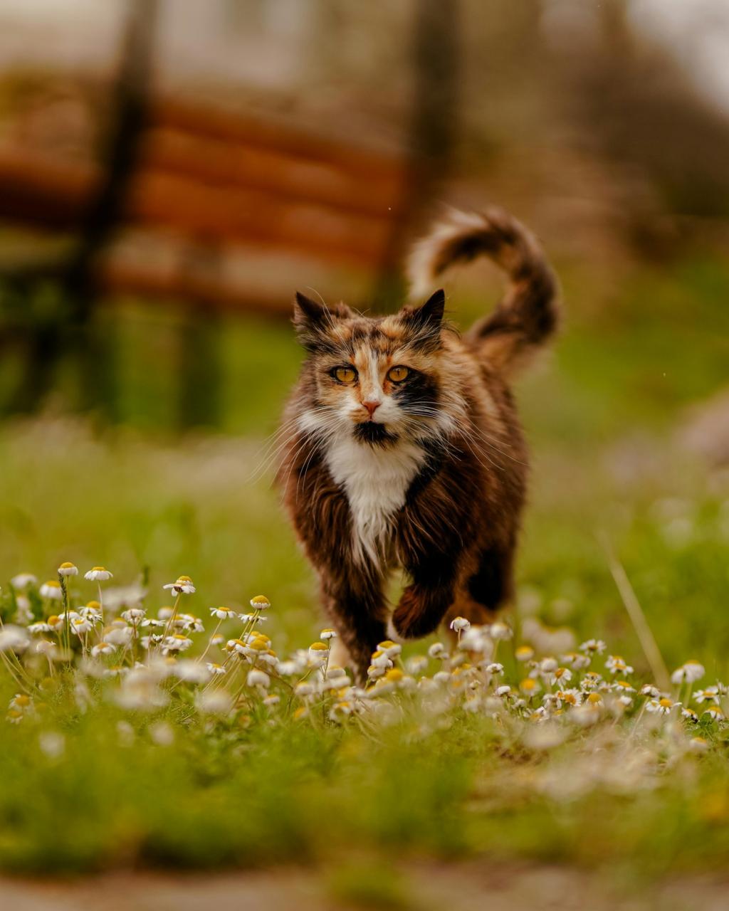 Adult Cat