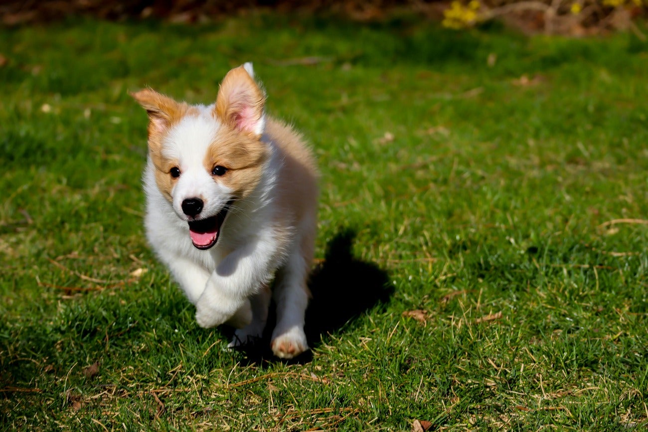 Puppy