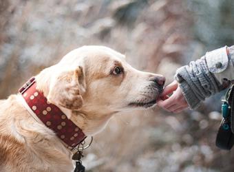 October Is Adopt A Dog Month