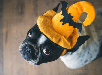 Halloween Safety and Your Pets