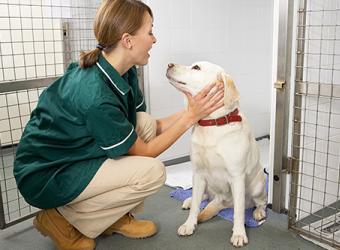 Animal Shelter Appreciation Week