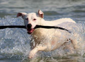How to Spot an Ear Infection In Your Dog