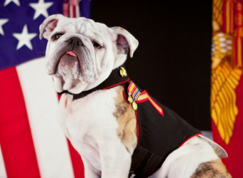 23 Amazing Facts About Dogs You Probably Didn't Know