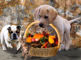 Thanksgiving Recommendations