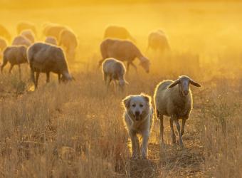 Brucellosis Or, WHAT is going to swell up?