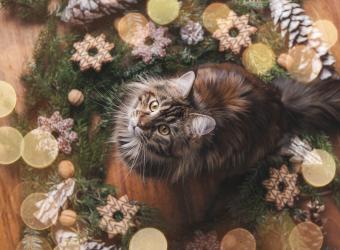 Pearland Animal Hospital Holiday Blog!