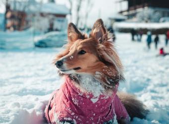 New Year, New Pet Health Goals: Kickstart Your Pet's Wellness Journey in January