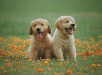 Spring into Wellness: Essential Pet Care Tips for March