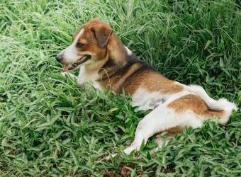 National Pet Week: 7 Ways to Celebrate Your Pet’s Health & Happiness!